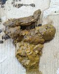 My Shit