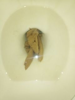 Took a big dump in the toilet